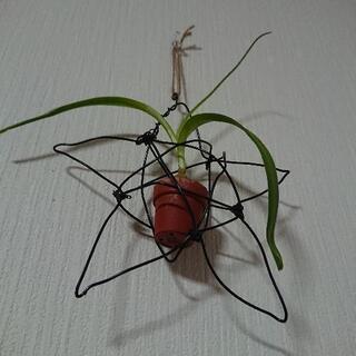 🌠お星さまとオーニソガラムの赤ちゃん