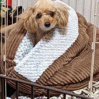 犬友になりませんか？