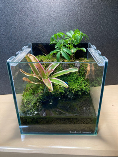 ☆杜のメダカ☆★メダカ飼育にオススメコケリウム・テラリウム完成品★20センチキューブ水槽