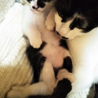 野良猫親子です。