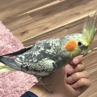オカメインコ探してます