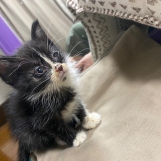 子猫の里親さん募集してます。<急募>