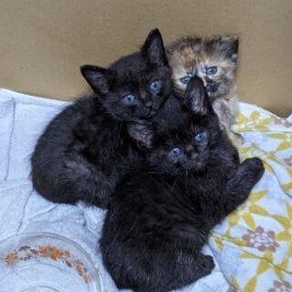 子猫貰ってください オス2匹 メス1匹