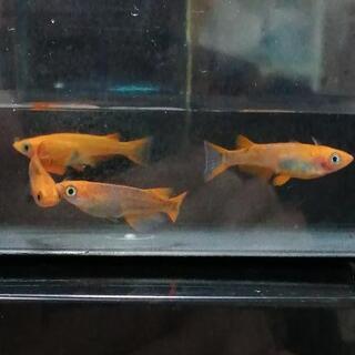 値下げ　めだか　来光　5匹の画像