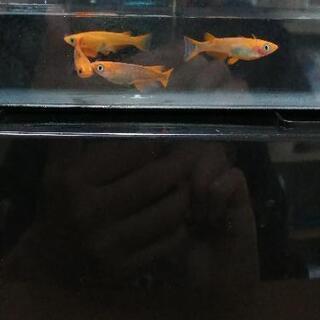 値下げ　めだか　来光　5匹の画像