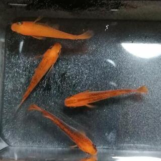 値下げ　めだか　来光　5匹の画像