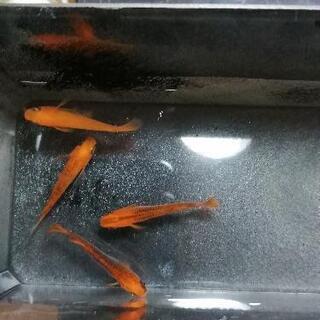 値下げ　めだか　来光　5匹の画像