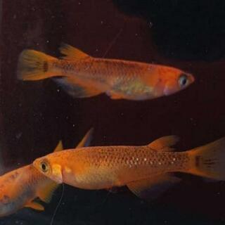 値下げ　めだか　来光　5匹の画像