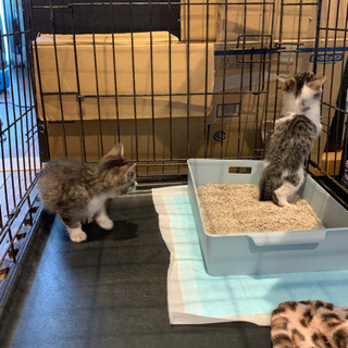 キジシロ　オスメス　一ヶ月前後　写真追加