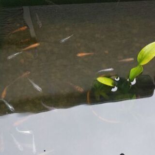 自由研究  メダカミックス  10匹+α