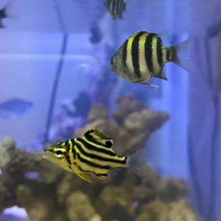海水魚・サンゴ: オヤビッチャの幼魚お譲りします(2匹まで可)