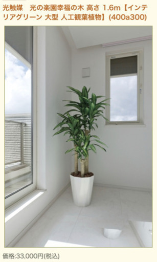 観葉植物　光触媒　1.6m