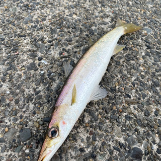 釣り(ルアー仲間)募集してます！　シーバスが釣りたい！！