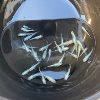 幹之（みゆき）メダカ　10匹＋おまけ2匹