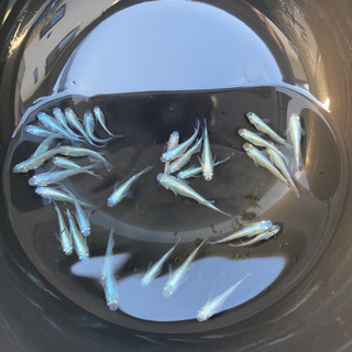 幹之（みゆき）メダカ　10匹＋おまけ2匹の画像