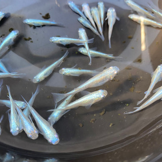 幹之（みゆき）メダカ　10匹＋おまけ2匹の画像