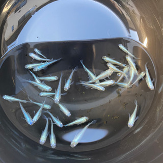 幹之（みゆき）メダカ　10匹＋おまけ2匹の画像