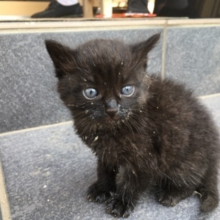 2匹の子猫里親募集中