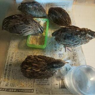ウズラの里親募集