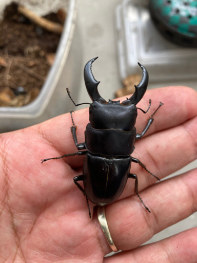 大型ヒラタクワガタ