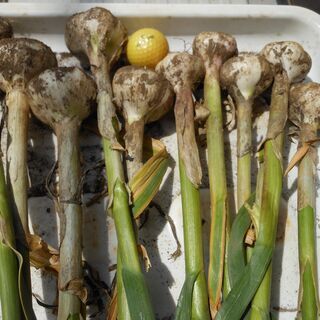 無農薬有機栽培福地ホワイト６片10個