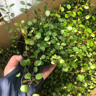 ワイヤープランツ