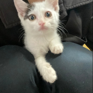 生後6週くらいの子猫 飼い主不在確認済み