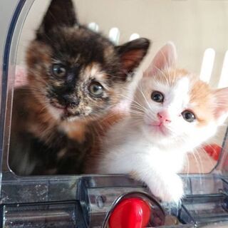 2人でトコトコ走って後追いしてきます。