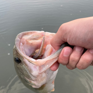 釣り友募集