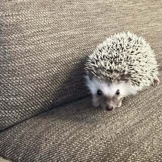 ハリネズミの子供