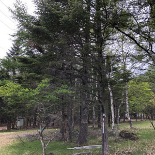 薪用の木を探しています。伐採も可能です。