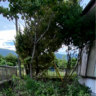【7/3(土)か7/4(日)引取限定】木、あげます！