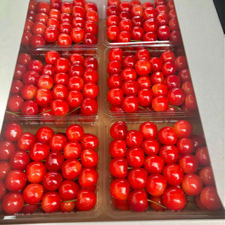 さくらんぼをパックに詰める仕事　仁木町　札幌発送迎有