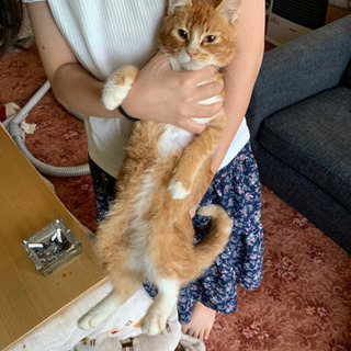 帯広　ノルジャン　仔猫茶色