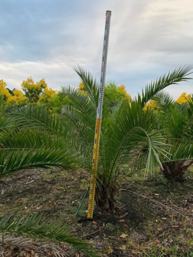 カナリーヤシ 小