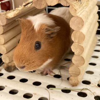 飼い主募集