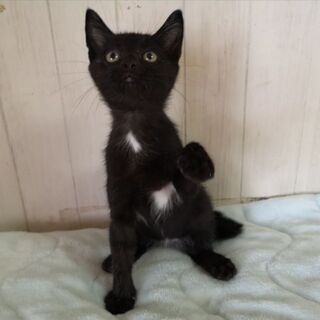 6月12日(土)三鷹の譲渡会に出します💓20匹以上出ますよ！沖縄...