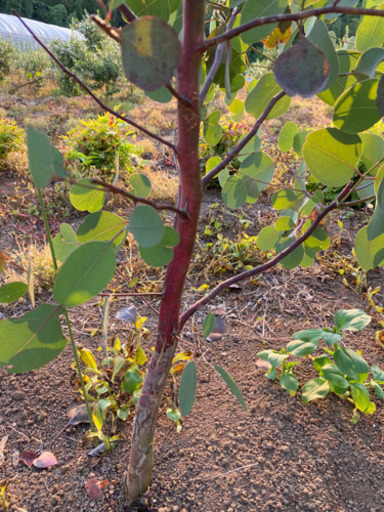 ユーカリ　ポポラス　露地　1.6m シンボルツリーなどに