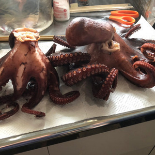 釣り　たこつぼ　笑の画像