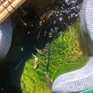 チョウザメ　2匹の画像