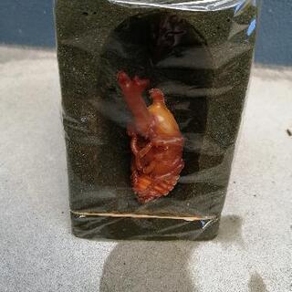 カブトムシ　さなぎ観察セット