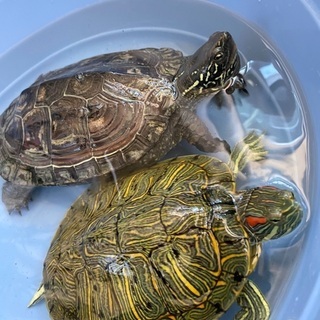 クサガメ✴︎ミシシッピアカミミガメ✴︎飼育セット一式付✴︎90㎝...