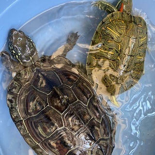クサガメ✴︎ミシシッピアカミミガメ✴︎飼育セット一式付✴︎90㎝規格水槽付✴︎ - 里親募集