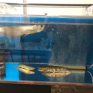 オーバーフロー水槽120