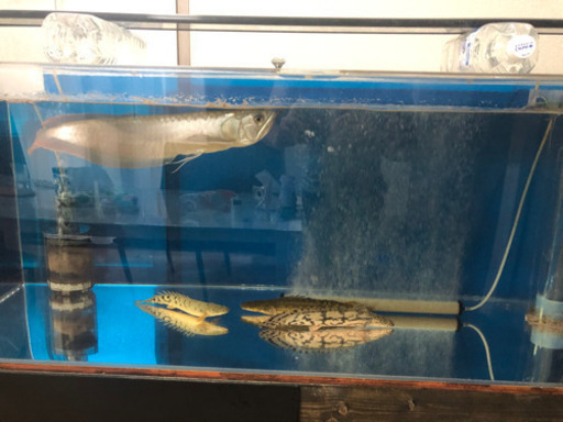 オーバーフロー水槽120