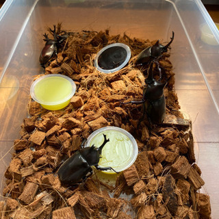 カブトムシ（オス）売ります。