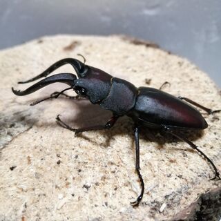 【商談中】水牛型ノコギリクワガタ　♂♀ペア　