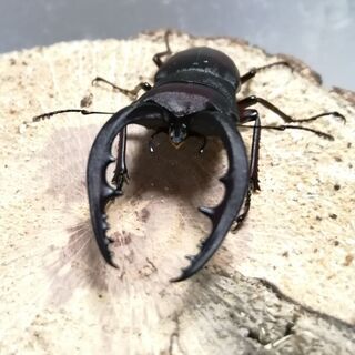 【商談中】水牛型ノコギリクワガタ　♂♀ペア　の画像