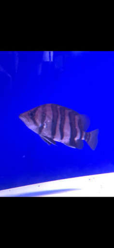 ダトニオプラスワン 約15-17cm
