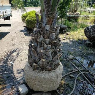 ココスヤシ★②の画像